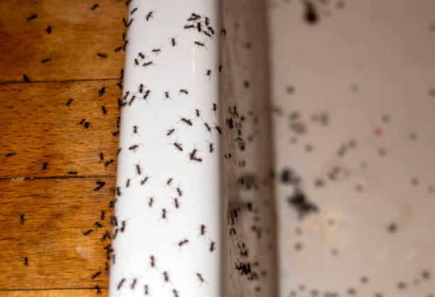 Best Commercial Pest Control Services  in Greenup, KY